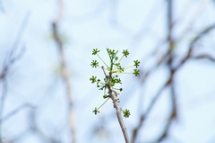 Albizia occidentalis