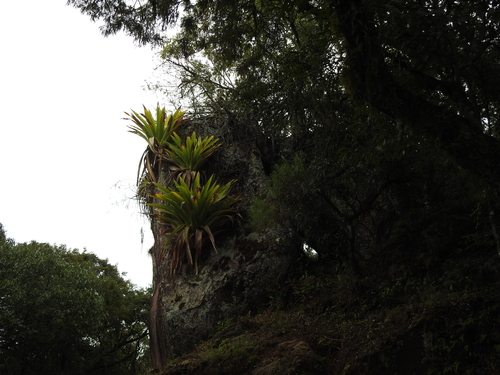 Tillandsia australis, photograph 5