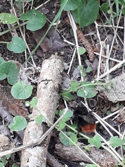 Bombus