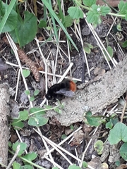 Bombus