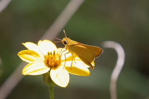 Orange Skipperling