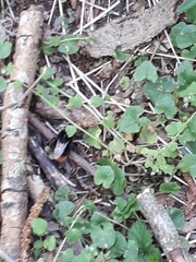 Bombus