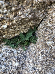 Myriopteris covillei