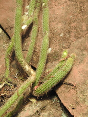 Cleistocactus smaragdiflorus