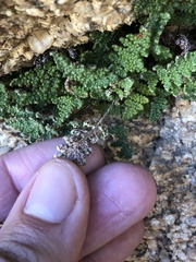 Myriopteris covillei