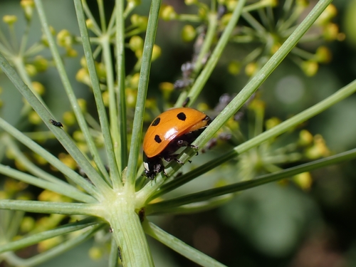 Seven-spotted Lady Beetle