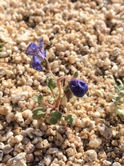 Phacelia nashiana