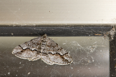 Rikiosatoa fucataria