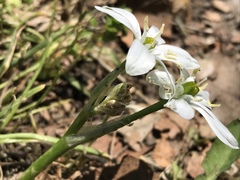 Ornithogalum umbellatum