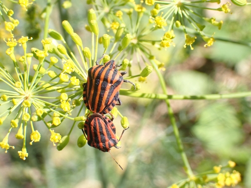 European Striped Shield Bug