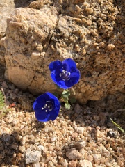 Phacelia nashiana