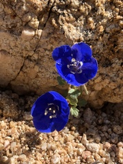 Phacelia nashiana