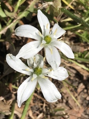 Ornithogalum umbellatum