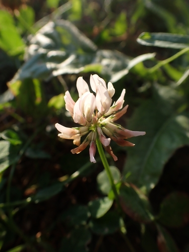 white clover