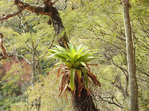 Tillandsia australis, photograph 4