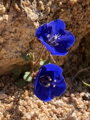 Phacelia nashiana