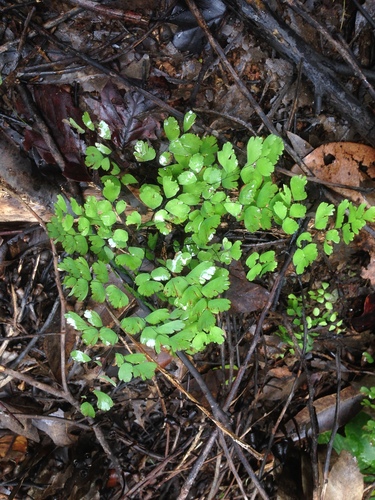 Fragile maidenhair (Adiantum fragile)