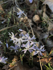 Phlox bifida