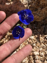 Phacelia nashiana