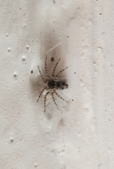 Oecobius maculatus
