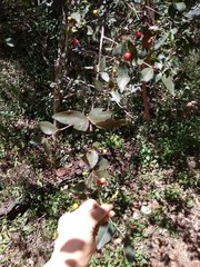 Eugenia uruguayensis