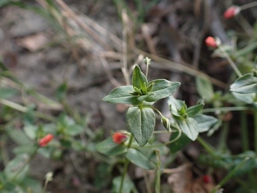 scarlet pimpernel