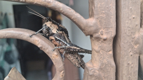 Xyleus discoideus