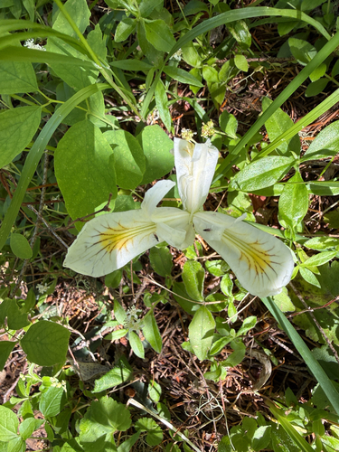 Iris chrysophylla