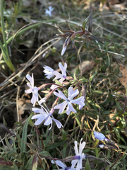 Phlox bifida