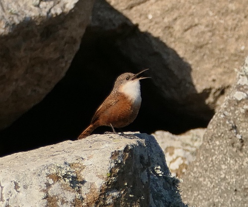 Canyon Wren