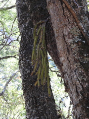 Pfeiffera ianthothele, photograph (c) Agustín Zarco, some rights reserved (CC BY)