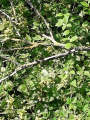 Pararge aegeria