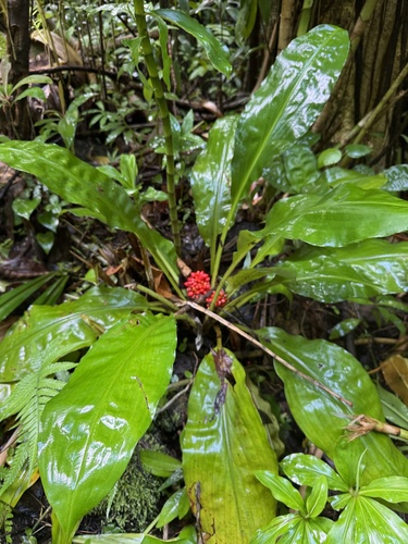 Palisota bracteosa observed 2026-05-17