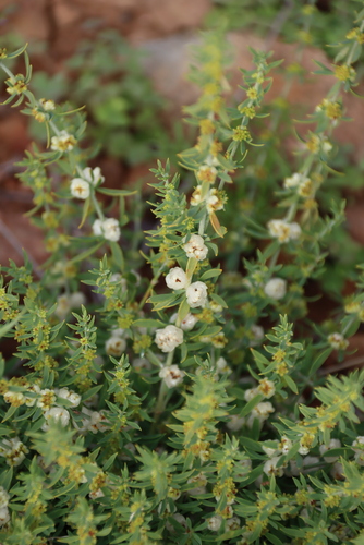 Pollichia campestris, photograph 1