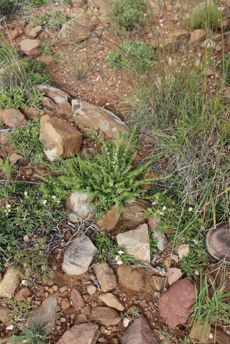 Pollichia campestris, photograph 2