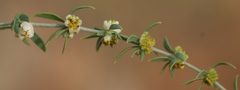 Pollichia campestris