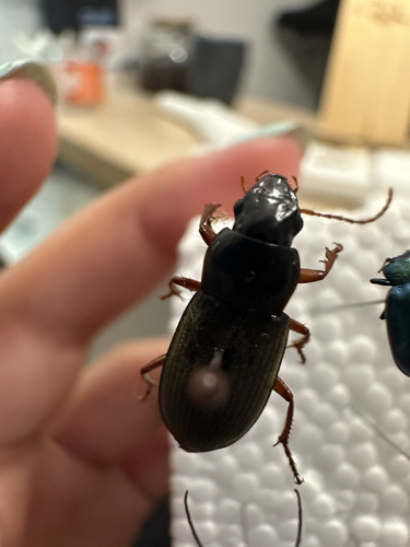 Strawberry Seed Beetle