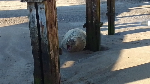 Elefante marino del sur registrada en Santa Teresita