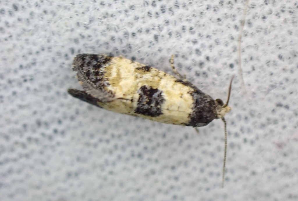 Cochylis dubitana