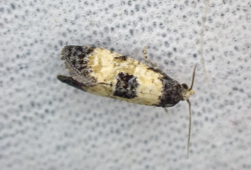 Cochylis dubitana