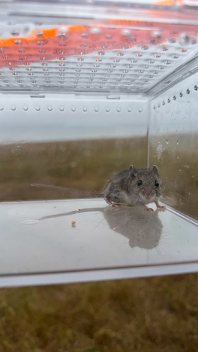 White-footed Mouse