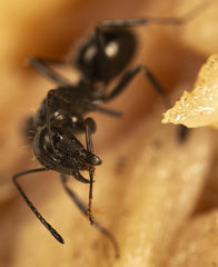 Camponotus werthi