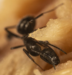 Camponotus werthi