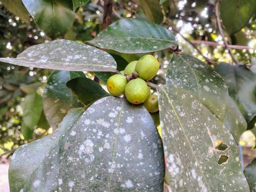 Ficus drupacea
