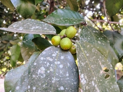 Ficus drupacea