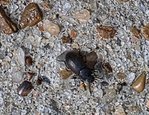 Blapstinus fortis