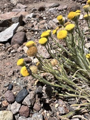 Erigeron aphanactis