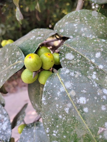 Ficus drupacea, photograph 1