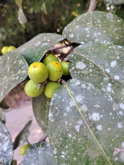 Ficus drupacea, photograph (c) renjus box, some rights reserved (CC BY)