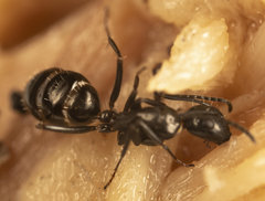Camponotus werthi
